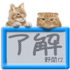 Nomaguchi's real fluffy cat