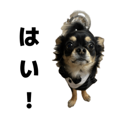 Maro's Daily Life vol 2