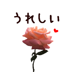 animation! rose flowers and message.