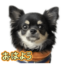 hachimitsu_20251226000941
