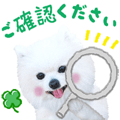 かわいい犬たち うるふ家の白ポメ達 敬語 Line スタンプ Line Store