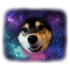 Bikkuriwanko_20251226084605