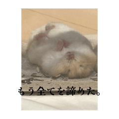 hamu home_20251226111917