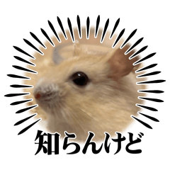 hamu home_20251226115455