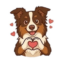 迷你美國牧羊犬Zuma