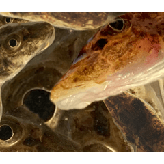 Hand-rice_20251226084458