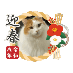 Cris 2026 new year _MIZO's ills.