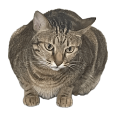 葉惠美和他的朋友在劫難逃vol.4