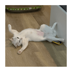 Lylaqtcat_20251225215212