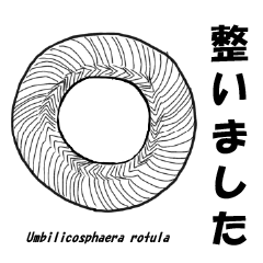 foraminifera and nannofossil