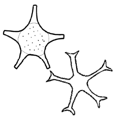 foraminifera and nannofossil3