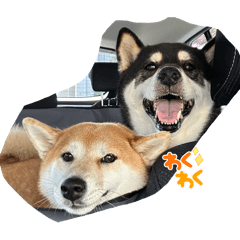 SAPPY_20251226113922