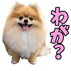 青森弁☆ポメラニアン