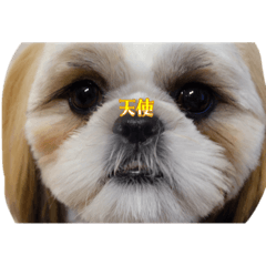 hanamaru_20251226123731