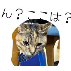 kaede_20251226125112