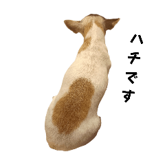 チワワ ハチちゃん8️⃣