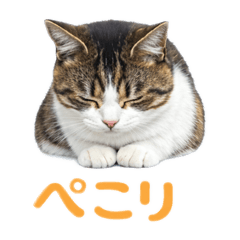 Cat's greetings daily life