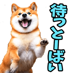 長崎弁☆柴犬