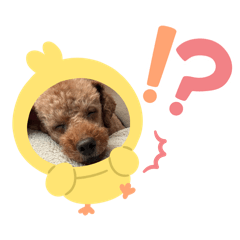 Kuchipatchi_20251226132820