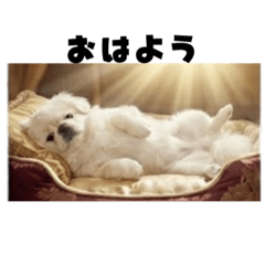 ohagidaisuki_20251226161348