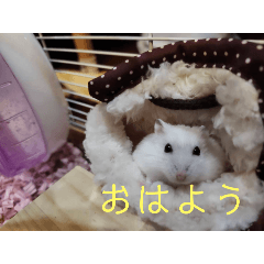 hamsuke_20251226150810