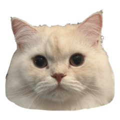 harami_20251226151044