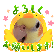 cockateelstamp_20251226151714