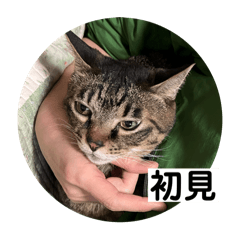 TANPOPO-N_20251225105701