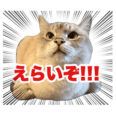 shipi_20251225112248