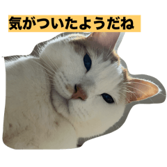 yunati_20251226164725