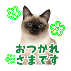 himehana_20251226164910