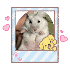 Hamster Pearl_20251226182149