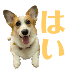 Corgi_Sumomo_Chan