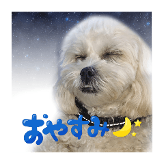 わんわんこです