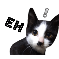 BABY CHOCO_20240610224944