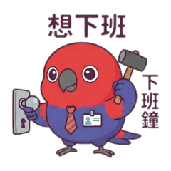 折衷鸚鵡—妞妞