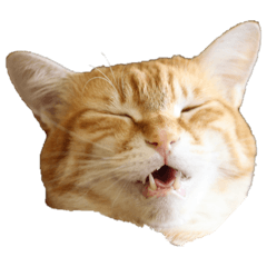 tommy_20251226172627