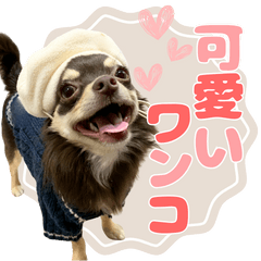 so cute dog sticker