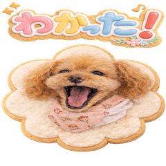 うちの子クッキー”さくら”