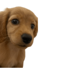 pino.luv_20251226231813