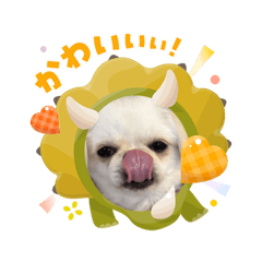 kojiwanko_20251226233058