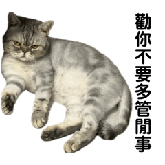 橘貓灰貓都是肥貓