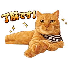 marimo_20251226221330