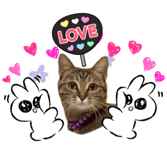 Mii-chan and Seven Cats