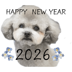 miizoo_20251227001420