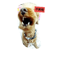 無厘頭多多