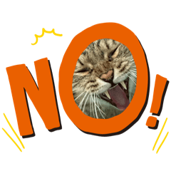 Pitchaya Sankham_20251227023837