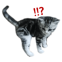 Doggy_20251227033114