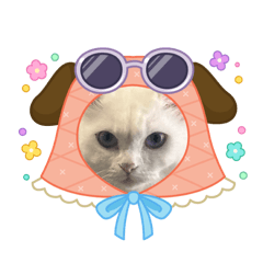 Cute white street cat