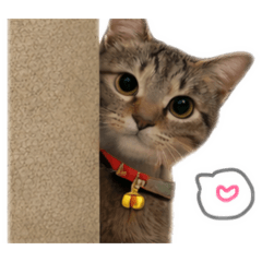 nekomofudou_20251225202748